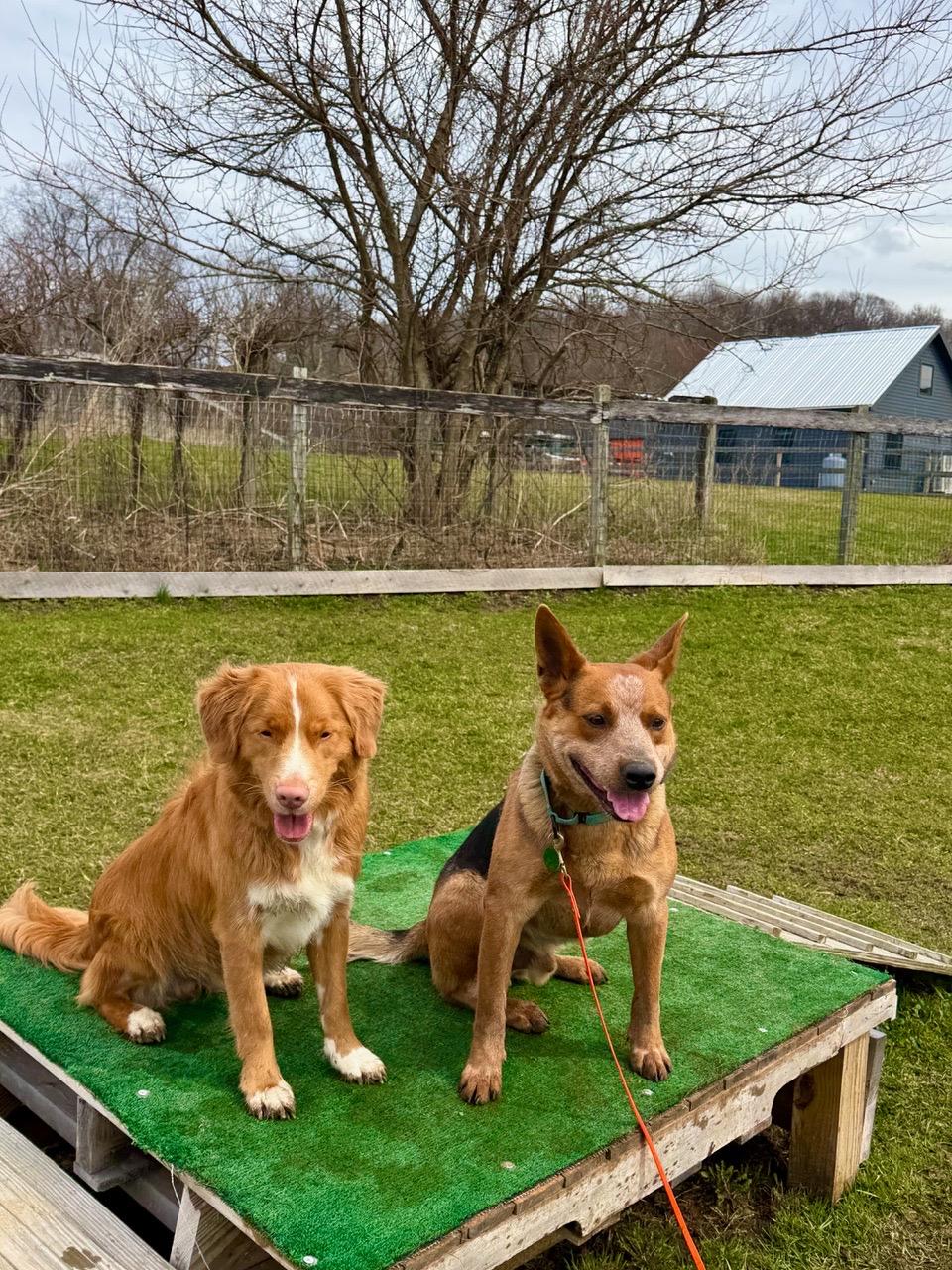 Enlarge Bucky, a Adoptable Australian Cattle Dog / Blue Heeler in Taghkanic, NY image 2/6