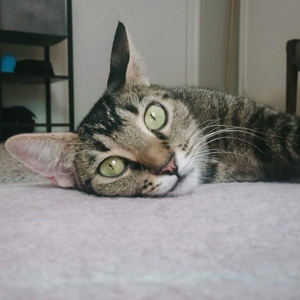 Enlarge Lily, an adopted mixed breed in Bryan, TX image 4/6