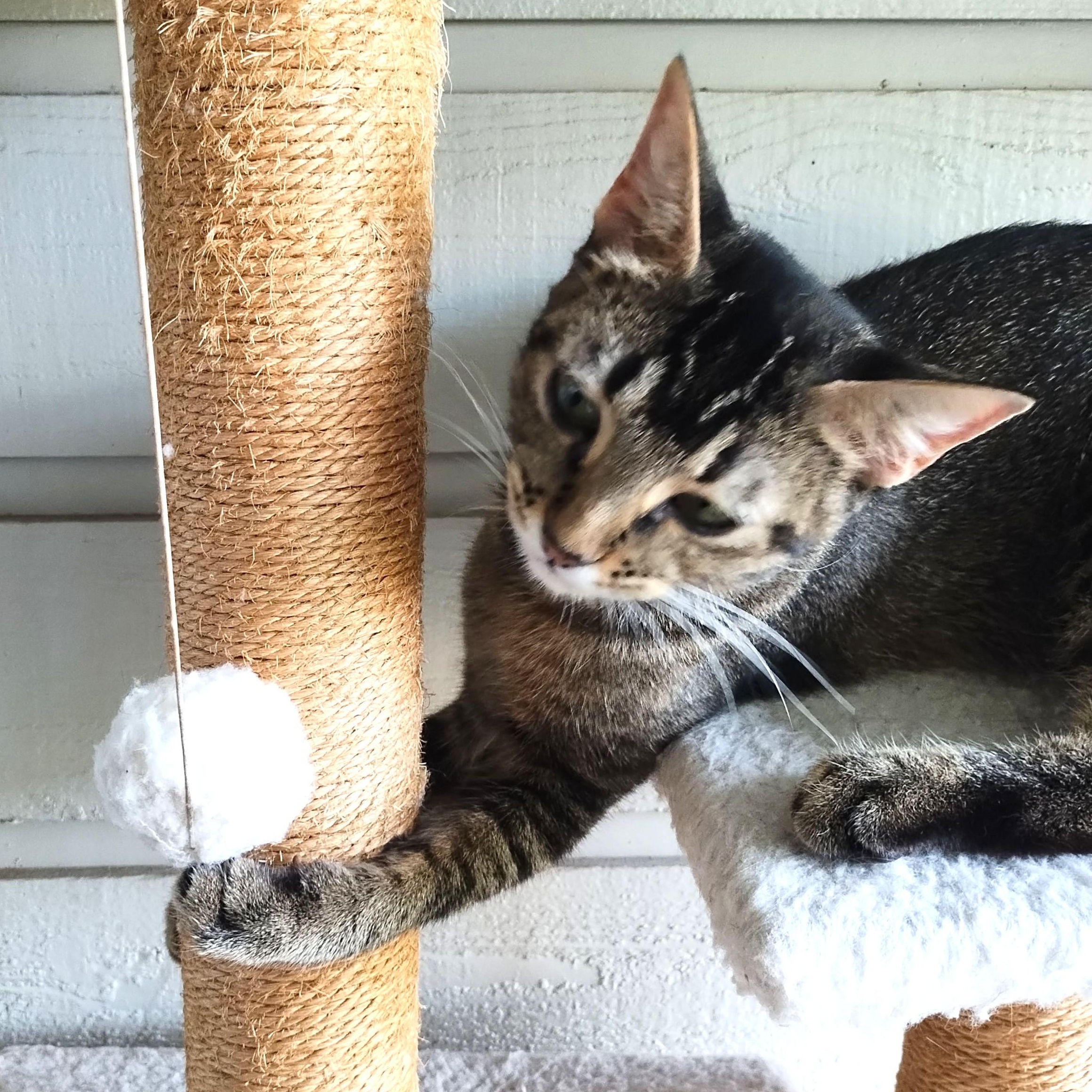 Enlarge Lily, an adopted mixed breed in Bryan, TX image 5/6