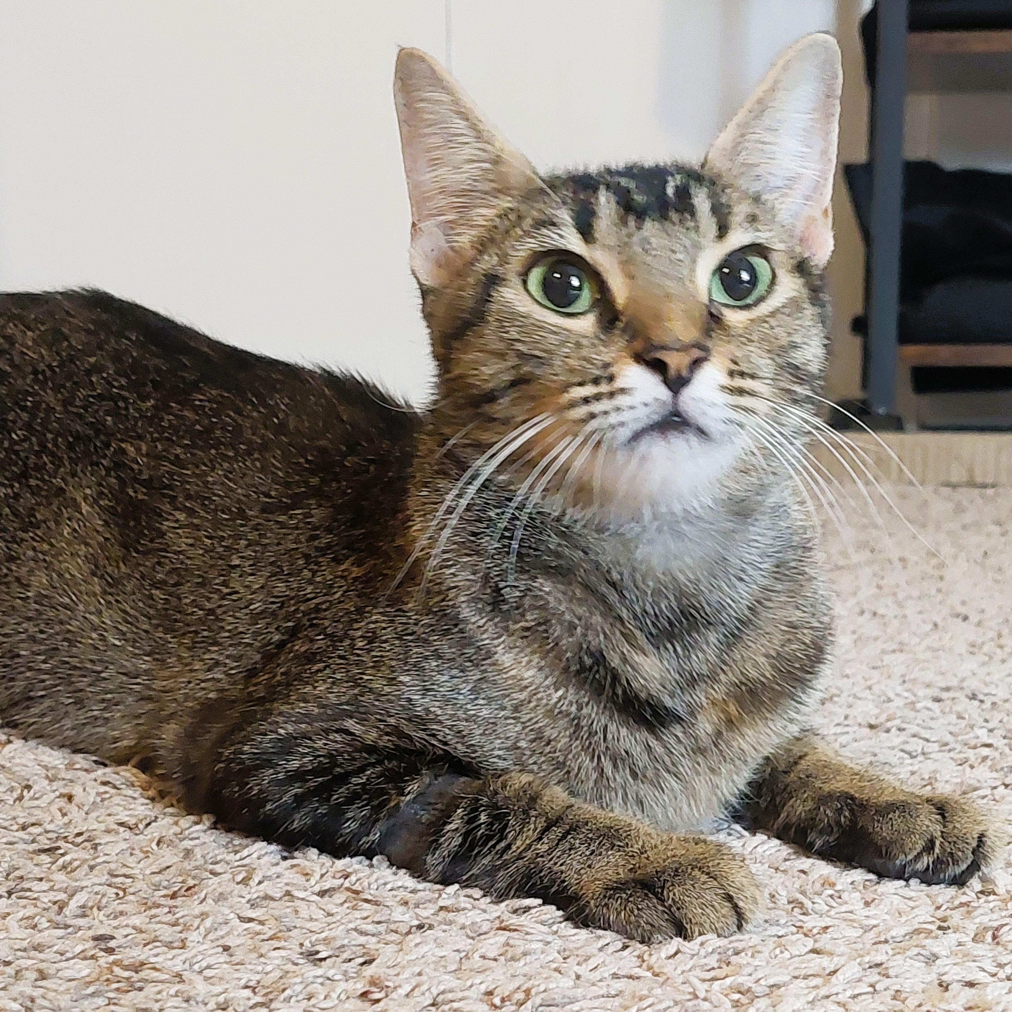 Lily, adopted, Adult Female American Shorthair & Dilute Tortoiseshell.