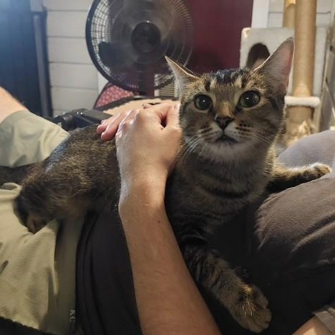 Enlarge Lily, an adopted mixed breed in Bryan, TX image 2/6