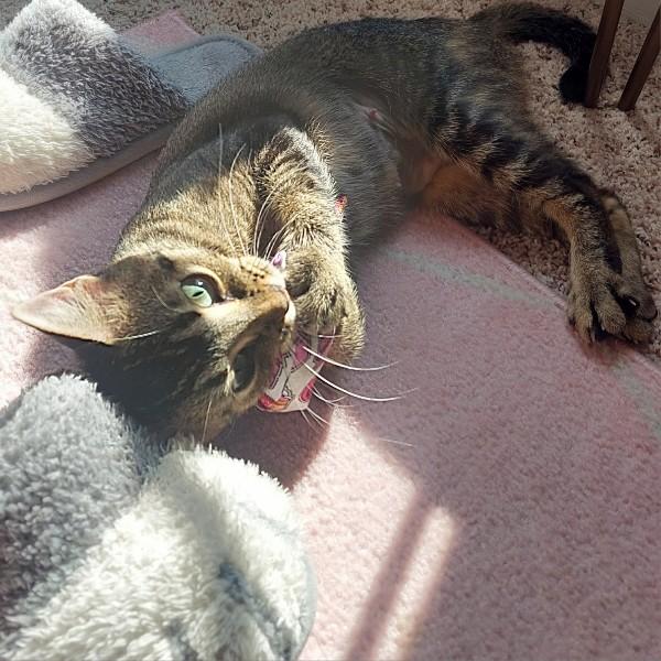 Enlarge Lily, an adopted mixed breed in Bryan, TX image 6/6