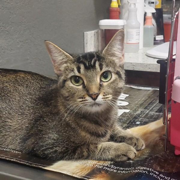 Enlarge Lily, an adopted mixed breed in Bryan, TX image 3/6