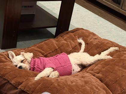 Erin, Adoptable, Adult Female Bichon Frise.