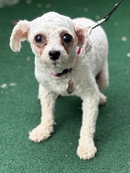 Enlarge Erin, a Adoptable Bichon Frise in Malvern, PA image 2/3