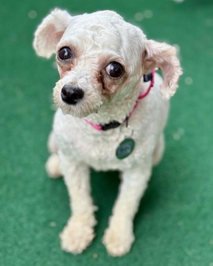 Enlarge Erin, a Adoptable Bichon Frise in Malvern, PA image 3/3