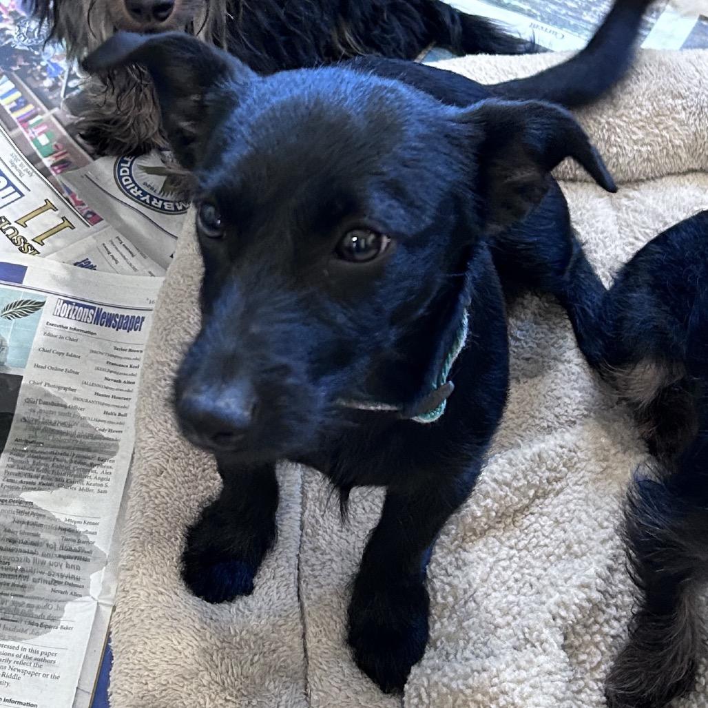 Theo, Adoptable, Young Male Terrier.