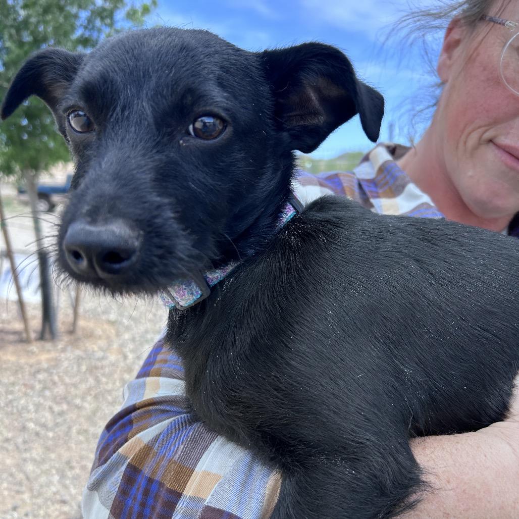 Enlarge Theo, a Adoptable mixed breed in Prescott, AZ image 2/6