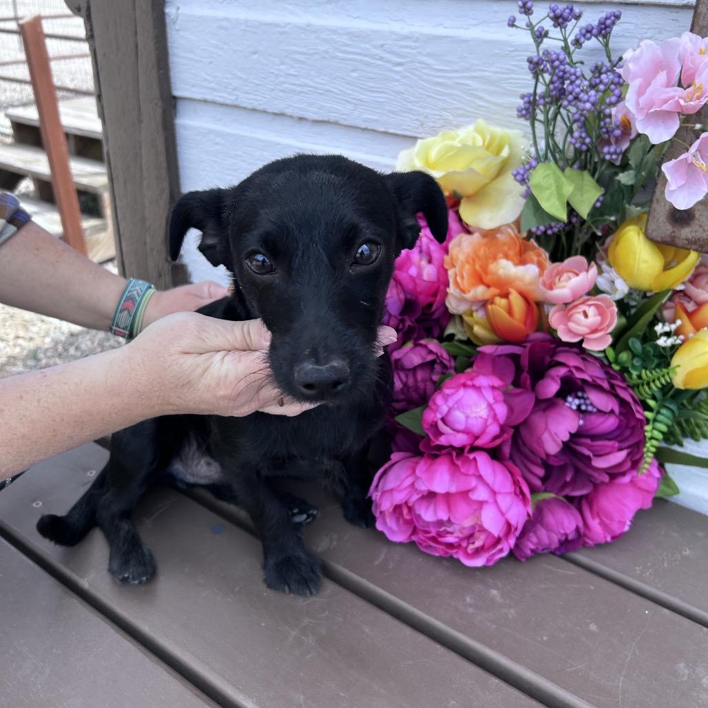 Enlarge Theo, a Adoptable mixed breed in Prescott, AZ image 3/6
