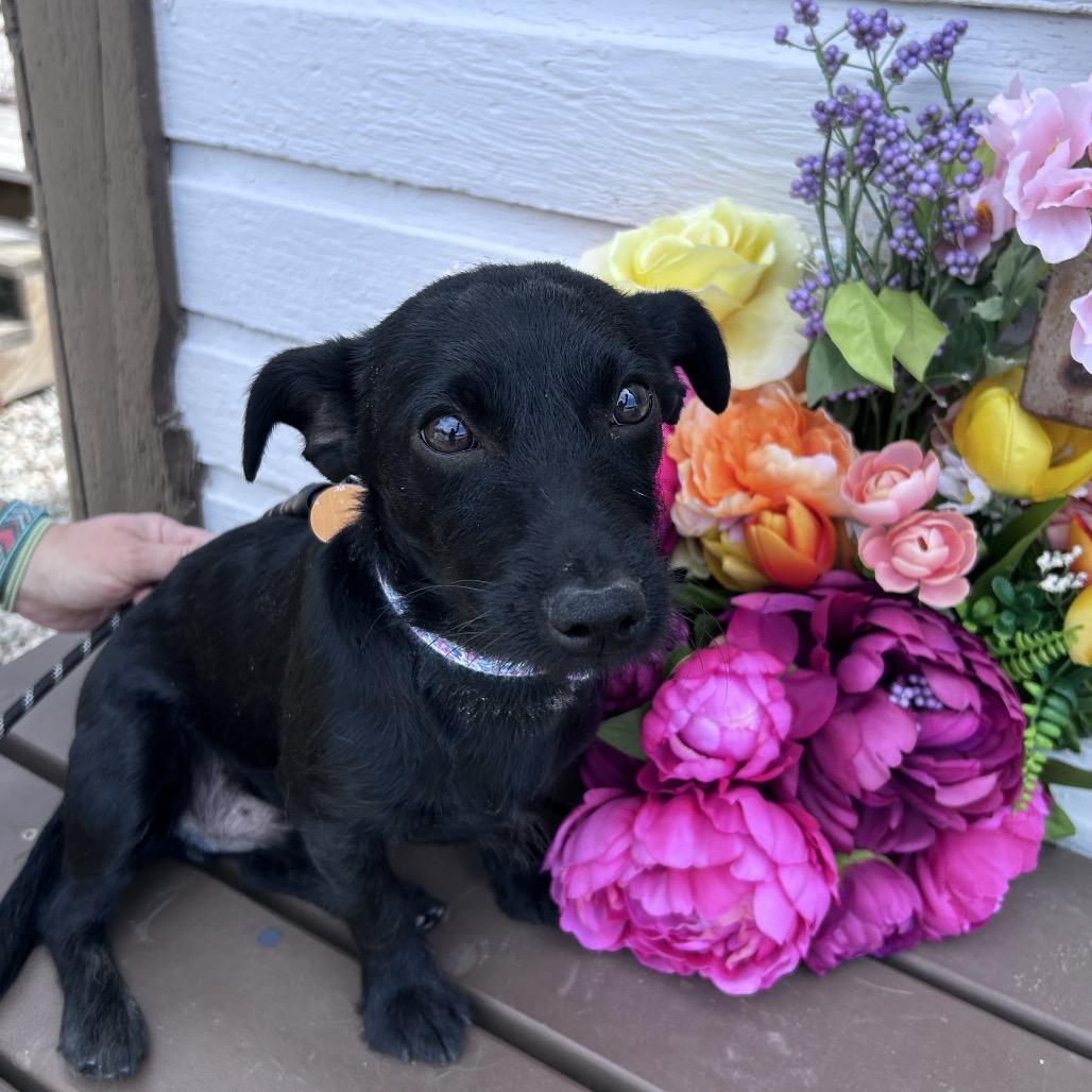 Enlarge Theo, a Adoptable mixed breed in Prescott, AZ image 4/6