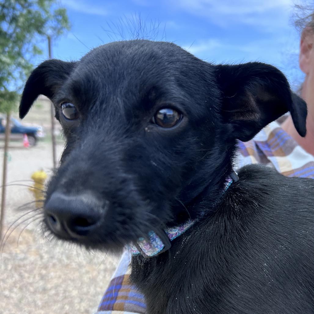 Enlarge Theo, a Adoptable mixed breed in Prescott, AZ image 5/6