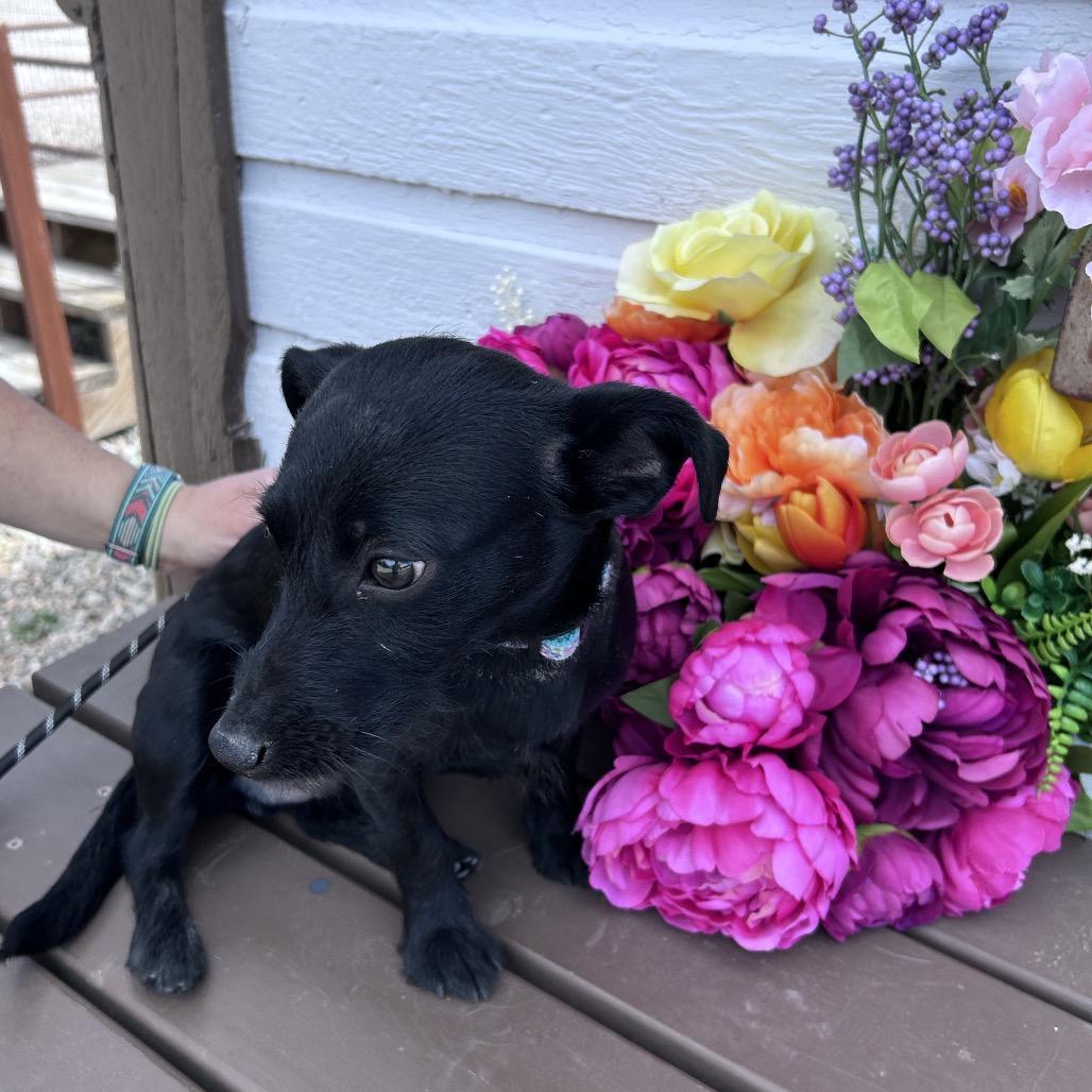 Enlarge Theo, a Adoptable mixed breed in Prescott, AZ image 6/6