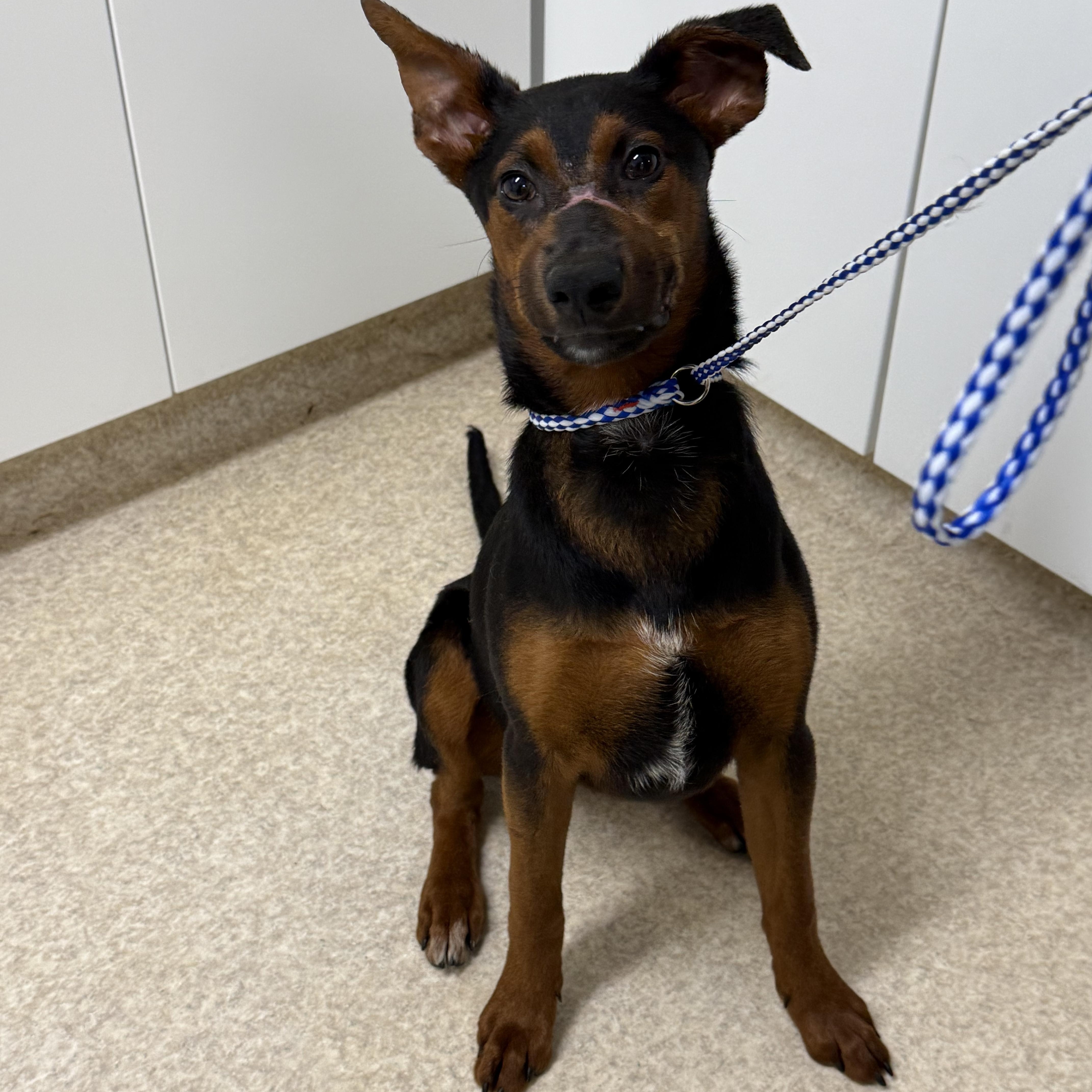 Lakona, Young Female Coonhound