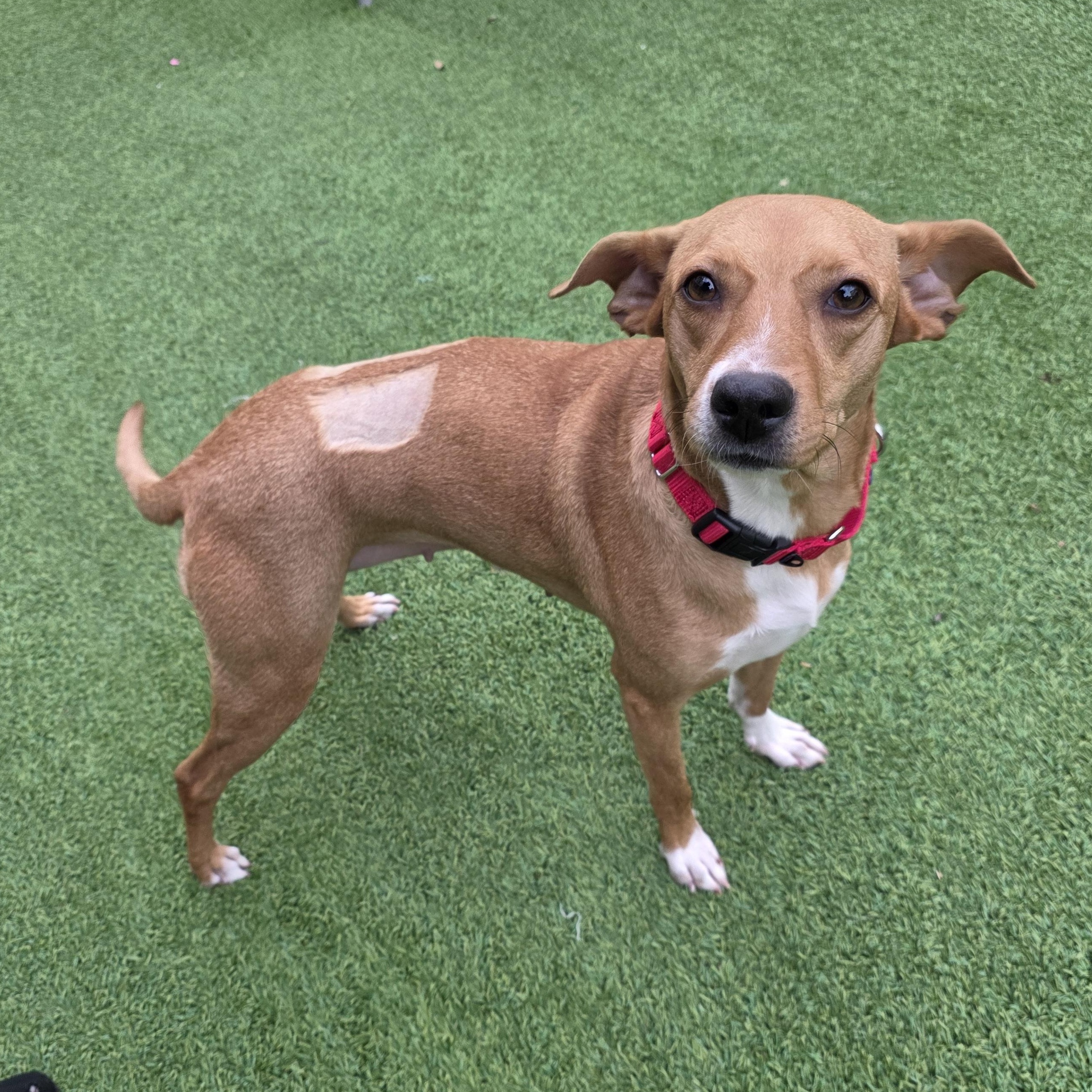 Enlarge Cornelia, a ADOPTABLE mixed breed in Rock Hill, SC image 1/6