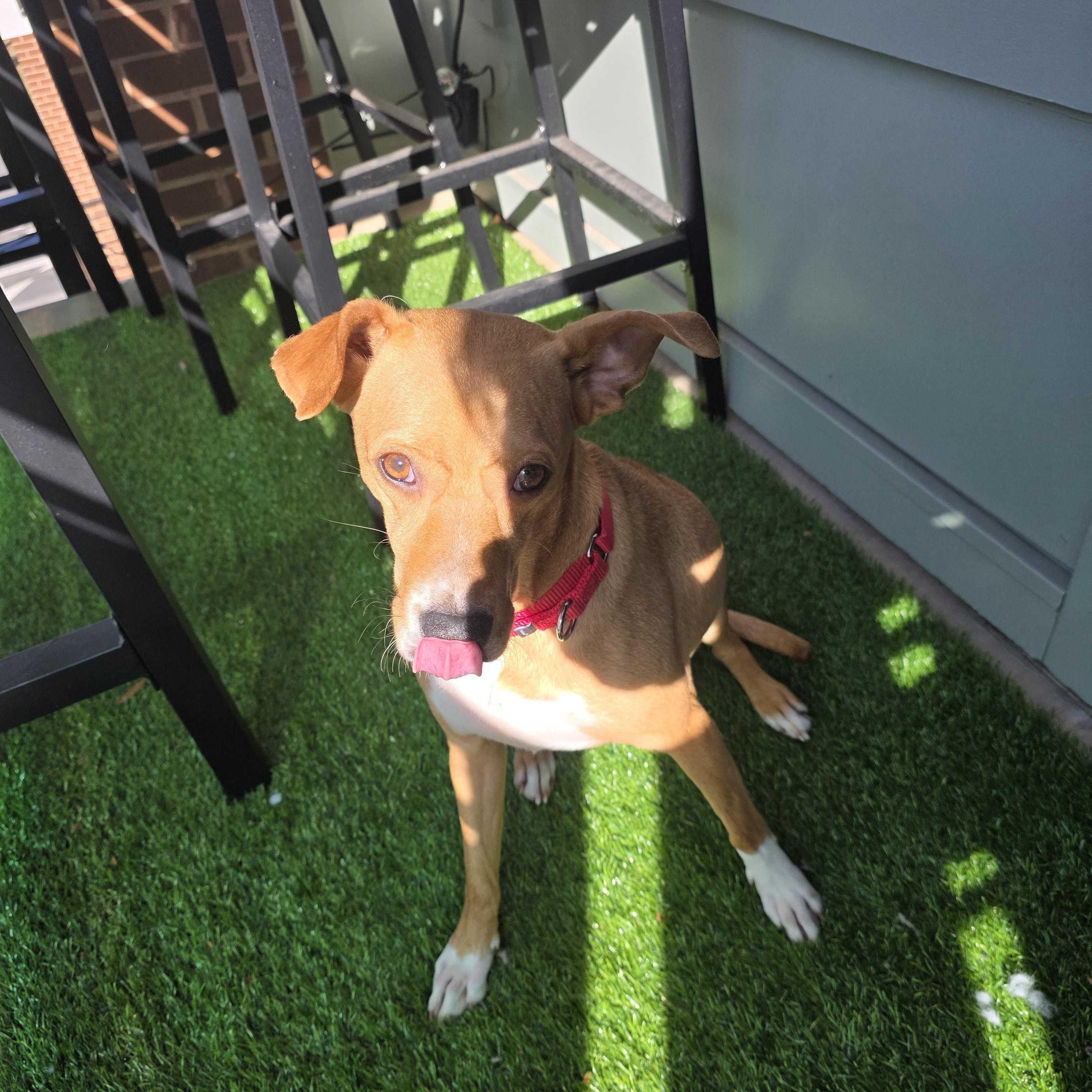 Enlarge Cornelia, a ADOPTABLE mixed breed in Rock Hill, SC image 3/6