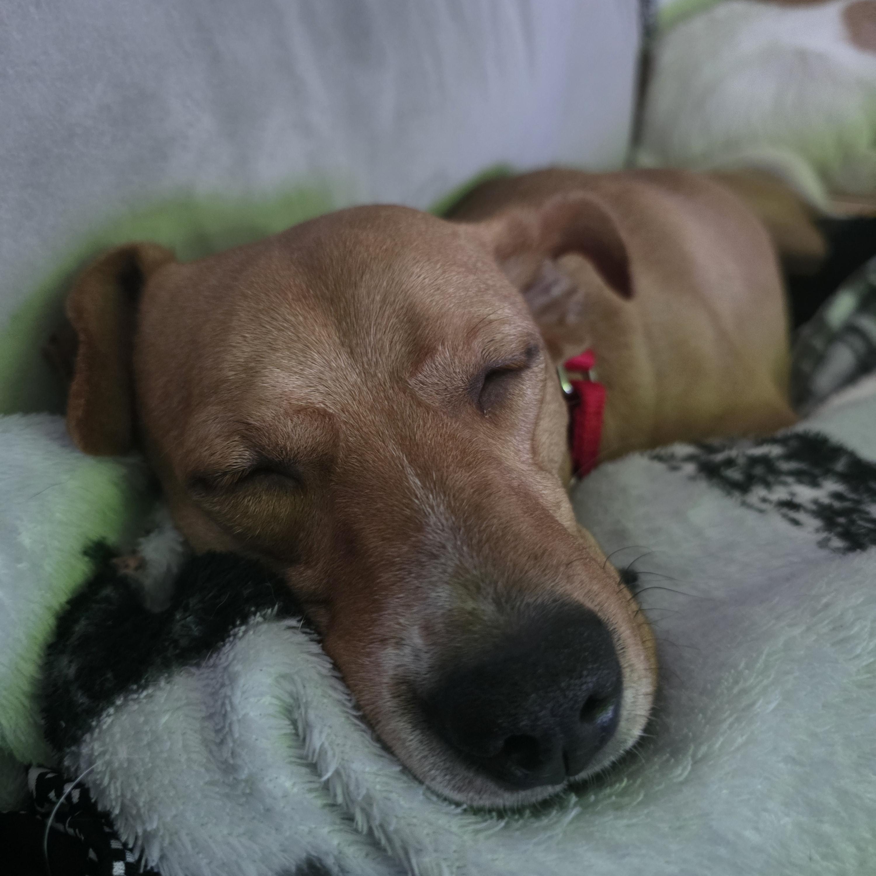 Enlarge Cornelia, a ADOPTABLE mixed breed in Rock Hill, SC image 5/6