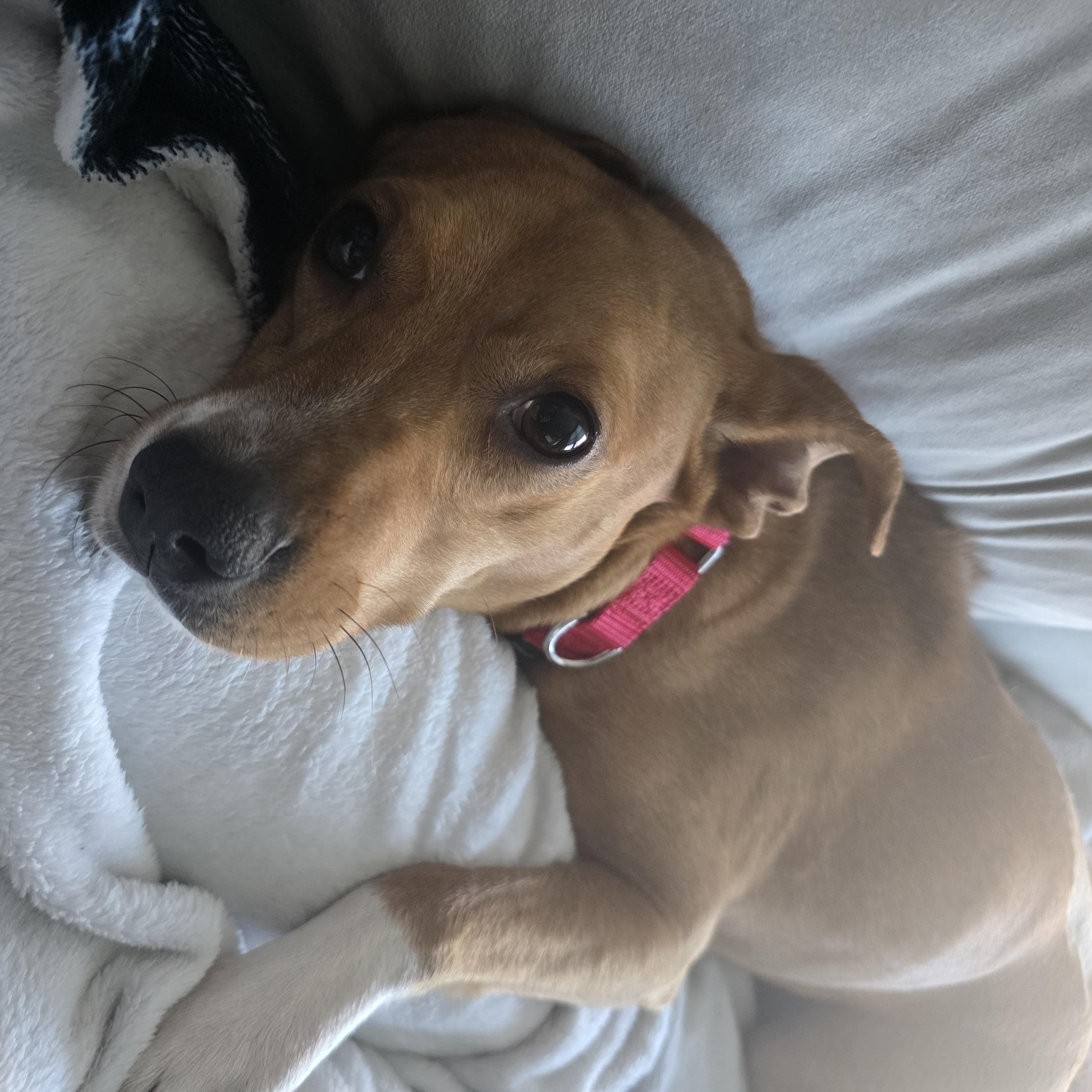 Enlarge Cornelia, a ADOPTABLE mixed breed in Rock Hill, SC image 2/6