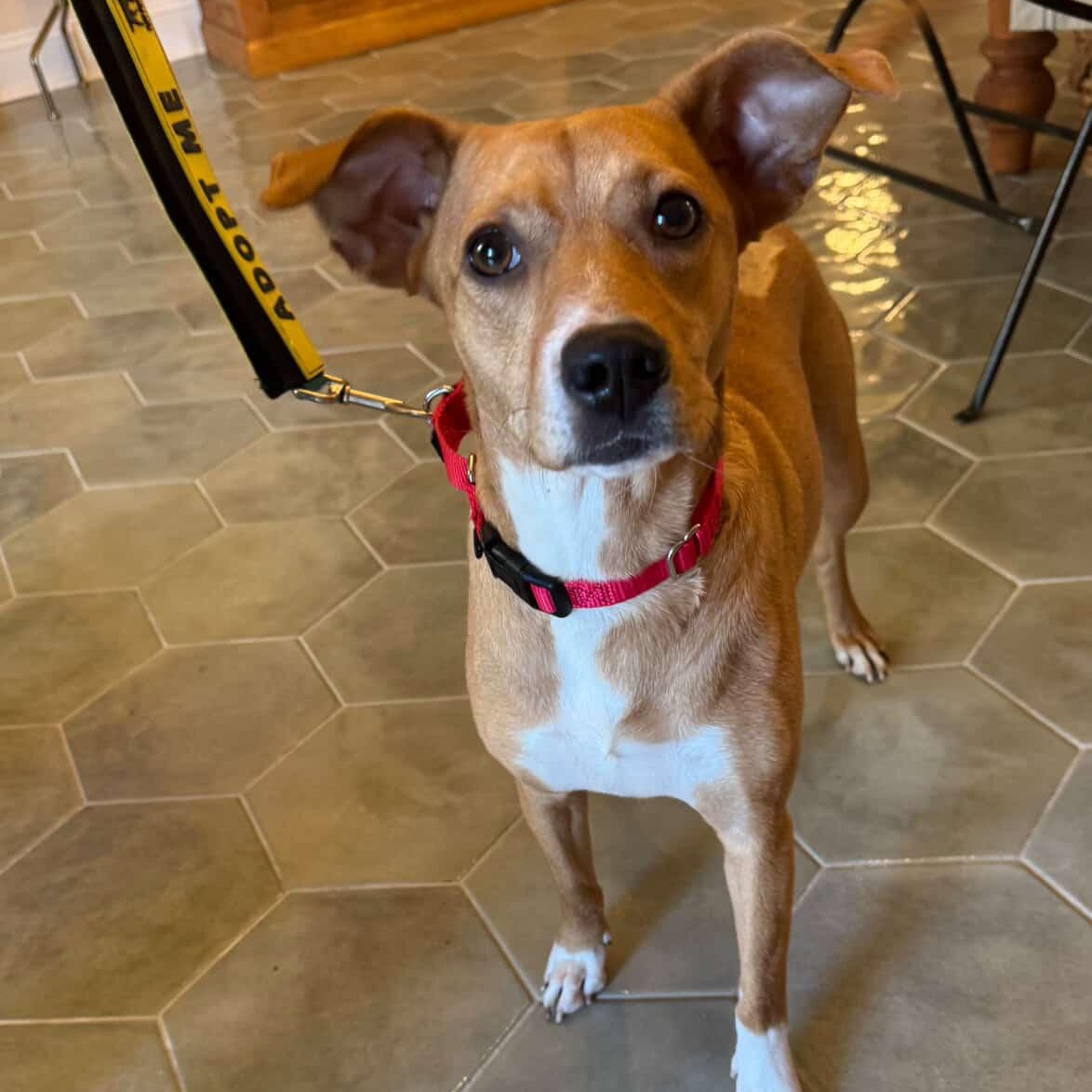 Cornelia, ADOPTABLE, Young Female Labrador Retriever & Beagle.