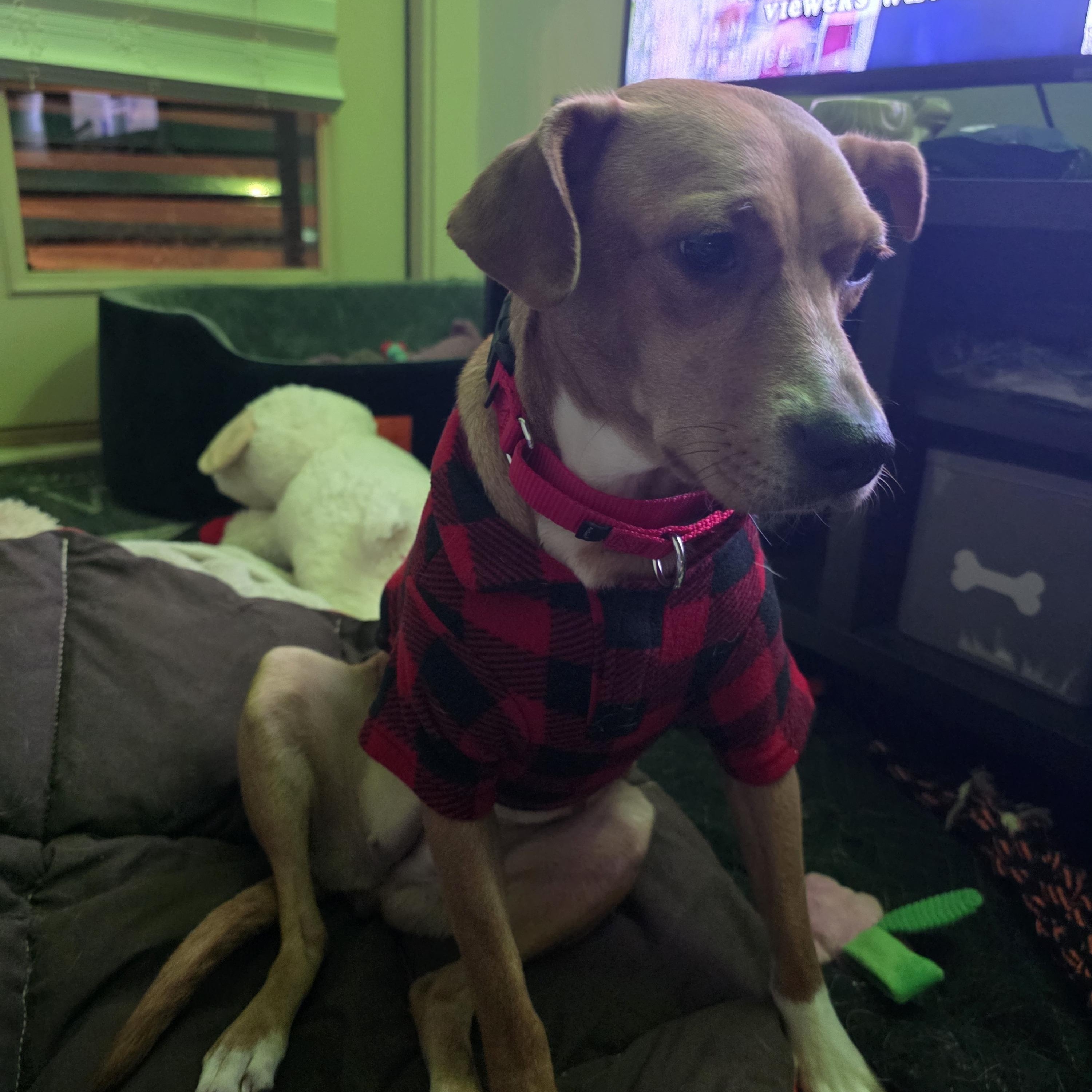 Enlarge Cornelia, a ADOPTABLE mixed breed in Rock Hill, SC image 4/6