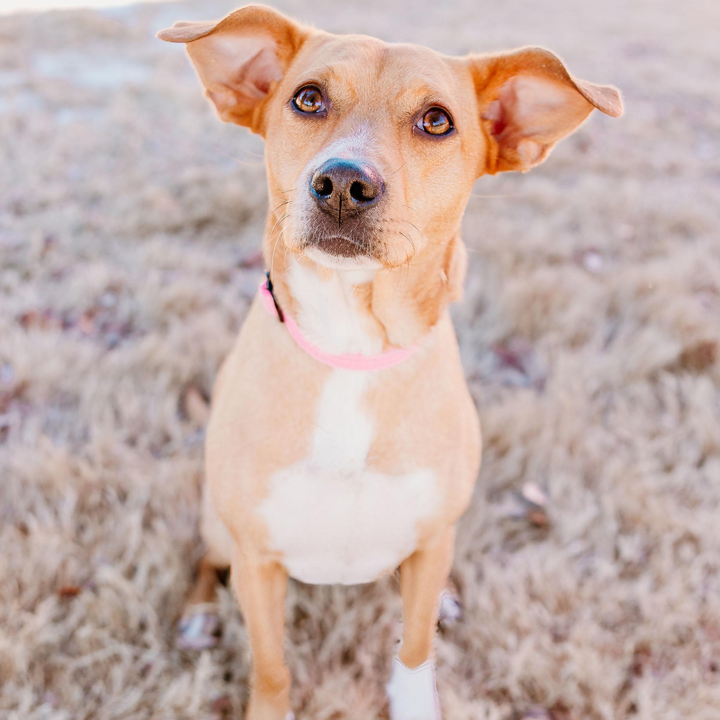 Cornelia, ADOPTABLE, Young Female Labrador Retriever & Beagle.