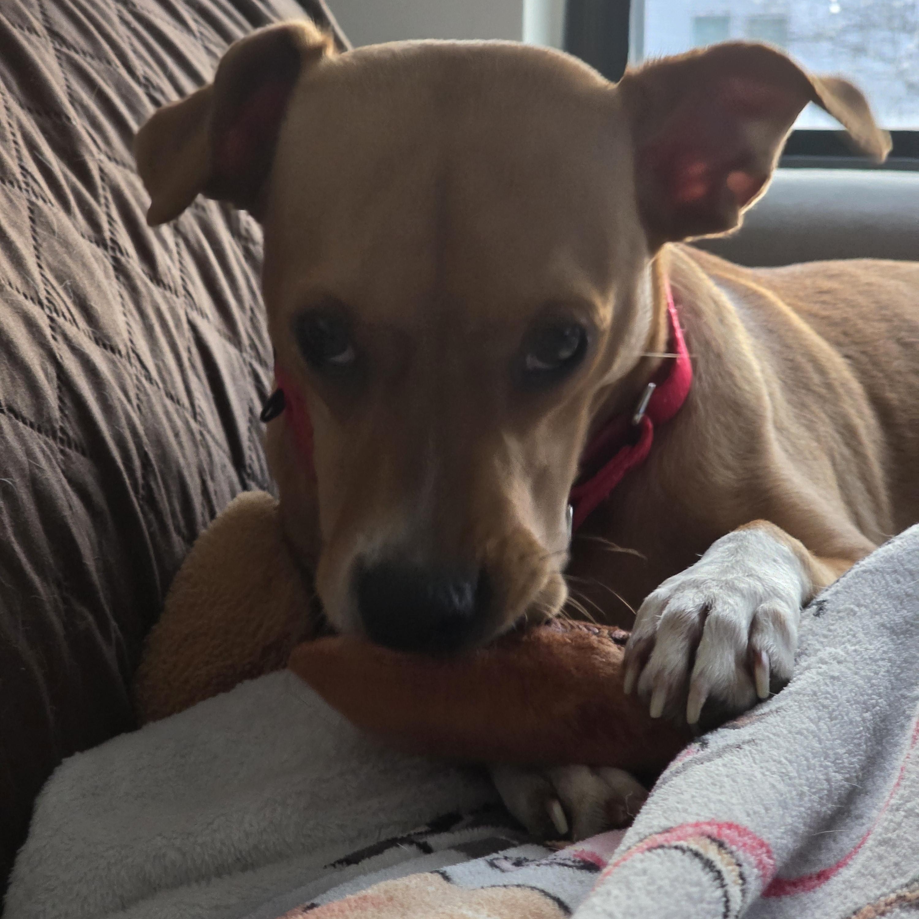 Enlarge Cornelia, a ADOPTABLE mixed breed in Rock Hill, SC image 6/6