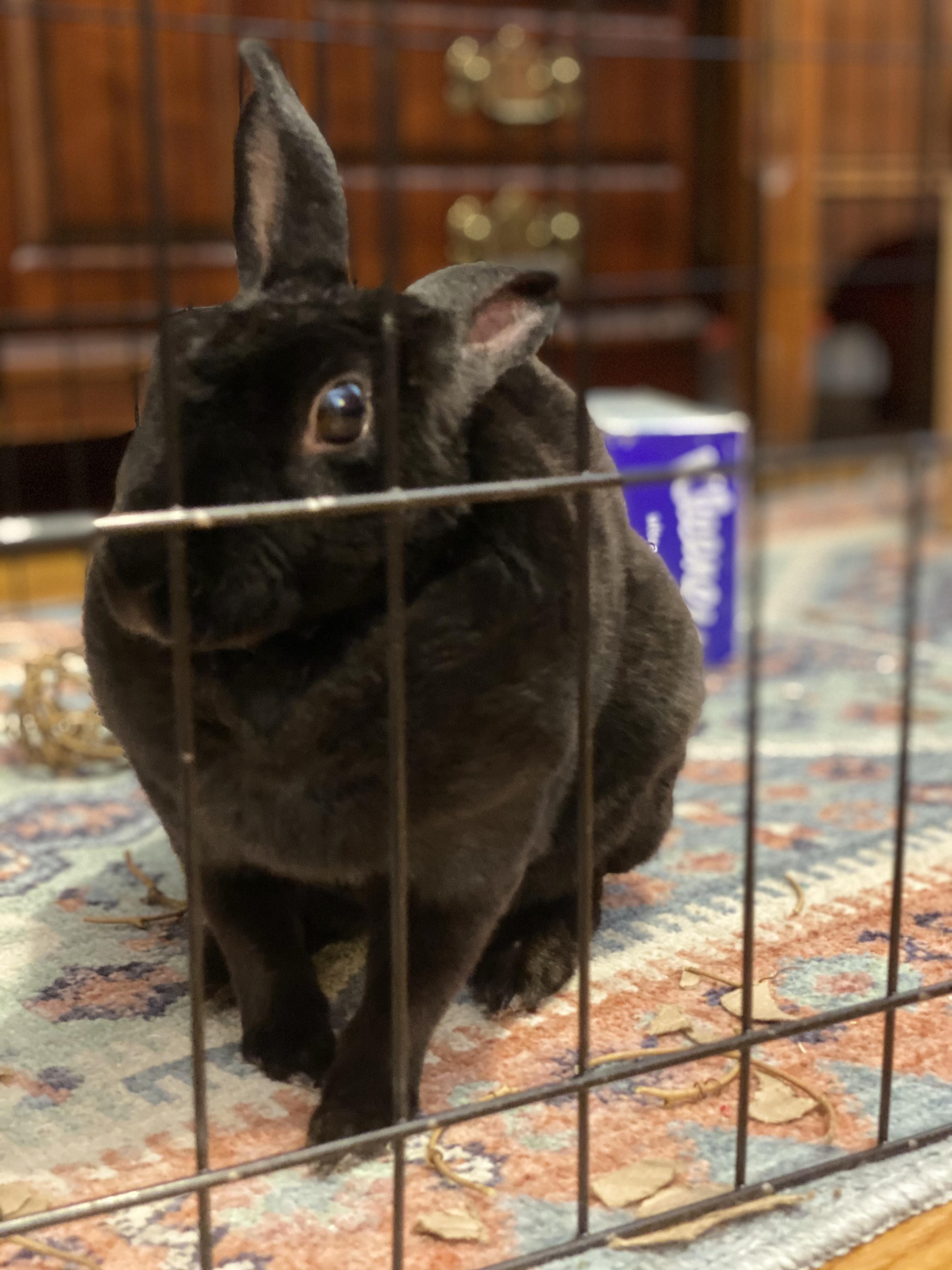 Parsley, Adult Female unknown