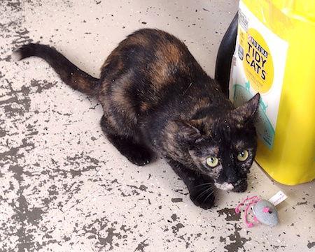 Tortellini, Adoptable, Adult Female Domestic Short Hair.