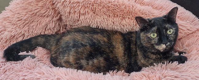 Enlarge Tortellini, a Adoptable Domestic Short Hair in Albemarle, NC image 2/3