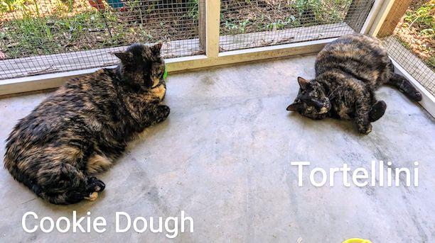 Enlarge Tortellini, a Adoptable Domestic Short Hair in Albemarle, NC image 3/3