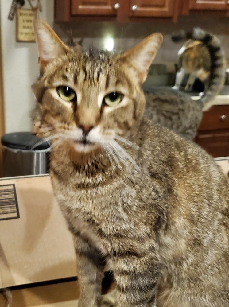 Enlarge Clifford, a Adopted Domestic Short Hair in Thatcher, AZ image 1/2