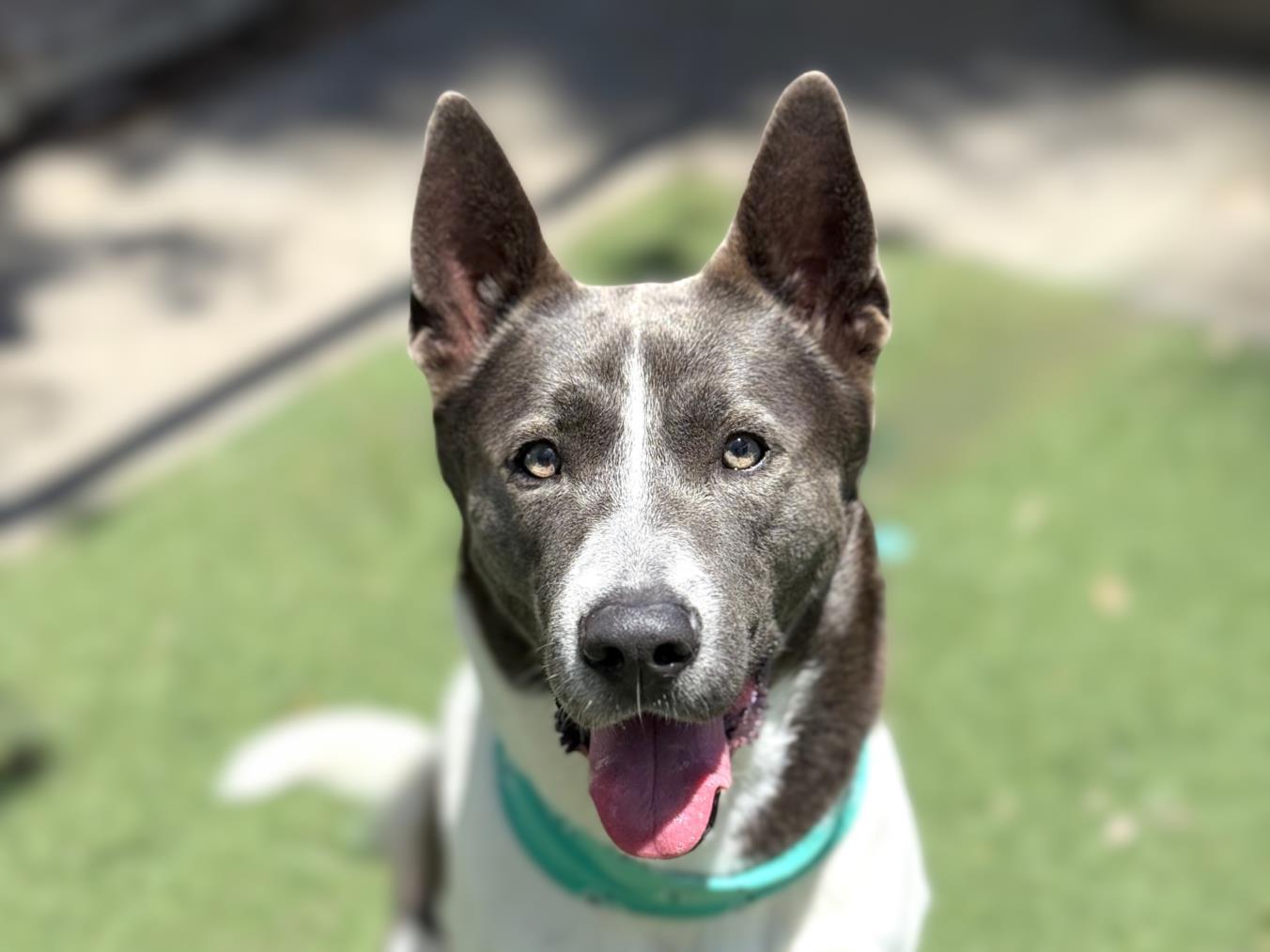 LUCAS, Adoptable, Adult Male Siberian Husky.