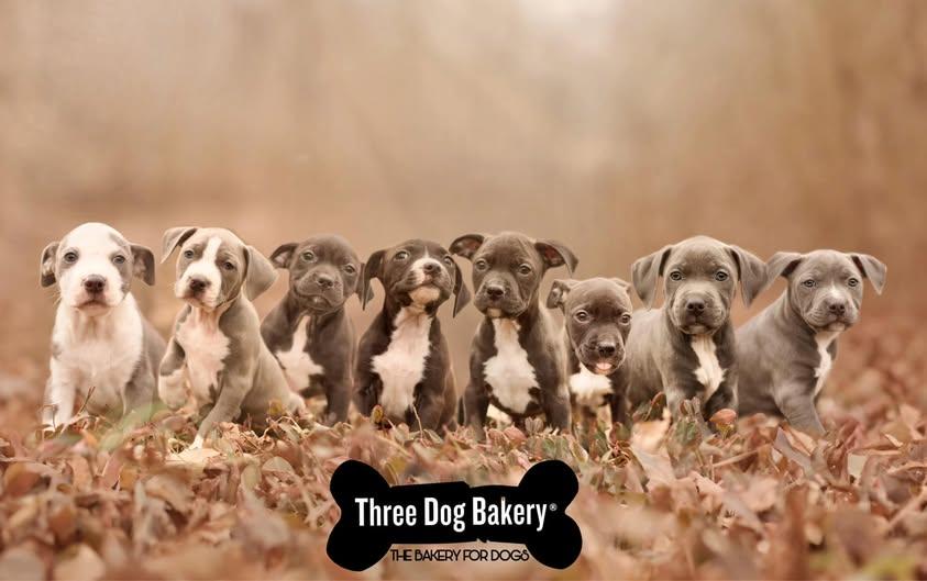 Woofie Pie thumbnail 6