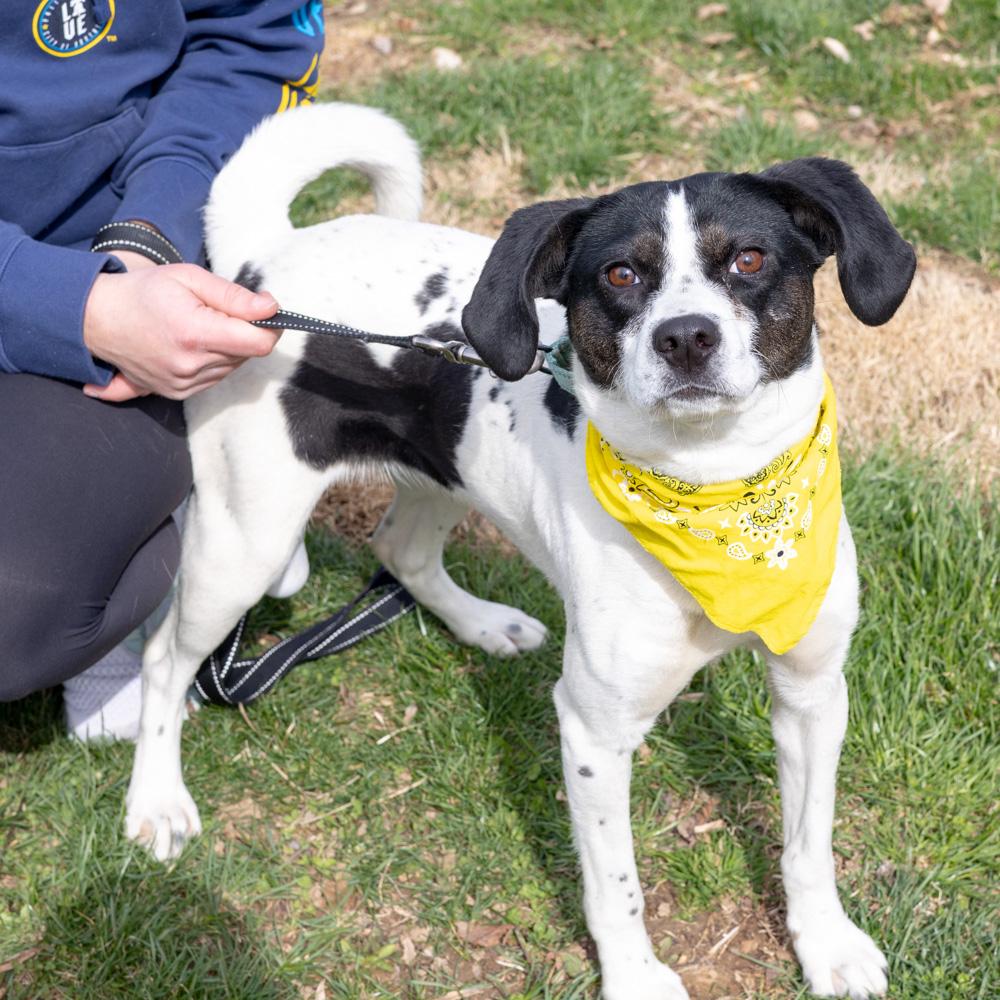 Enlarge Pascha (Female)  , a Adoptable mixed breed in West Grove, PA image 2/5