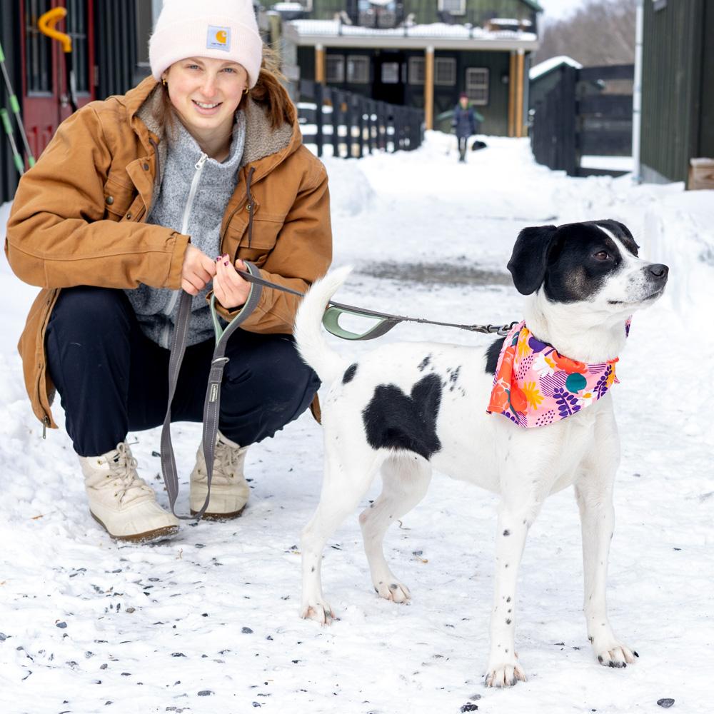 Enlarge Sally (Female)  , a Adoptable mixed breed in West Grove, PA image 3/6