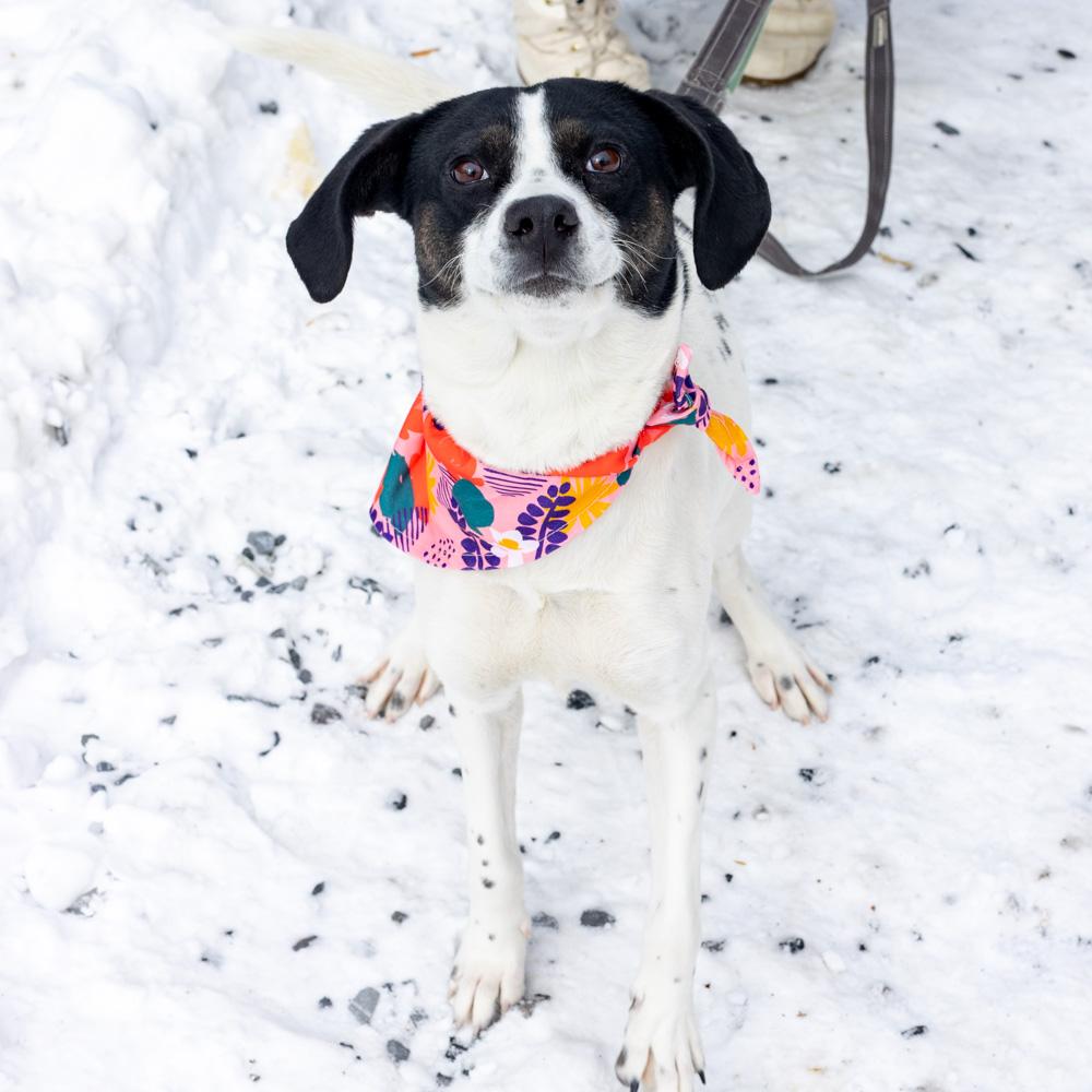 Enlarge Sally (Female)  , a Adoptable mixed breed in West Grove, PA image 6/6