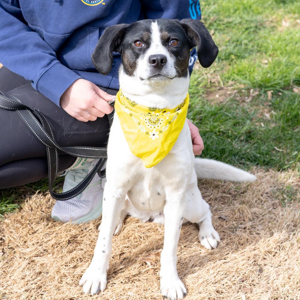 Enlarge Pascha (Female)  , a Adoptable mixed breed in West Grove, PA image 5/5