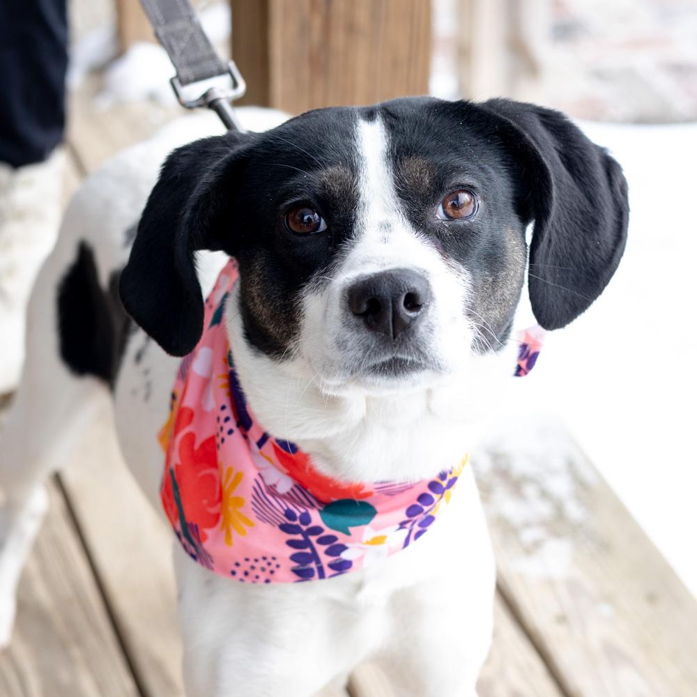 Enlarge Sally (Female)  , a Adoptable mixed breed in West Grove, PA image 1/6