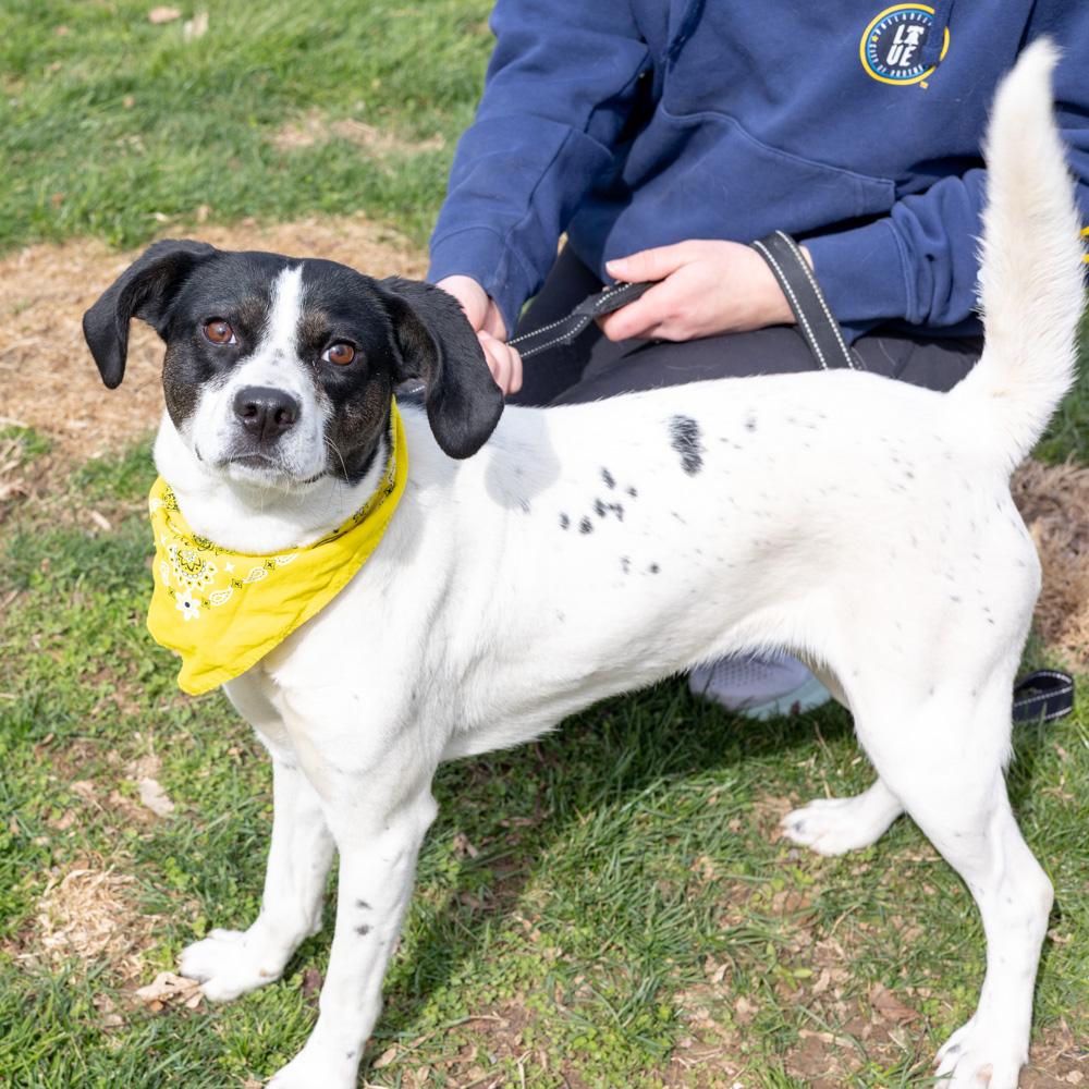 Enlarge Pascha (Female)  , a Adoptable mixed breed in West Grove, PA image 1/5