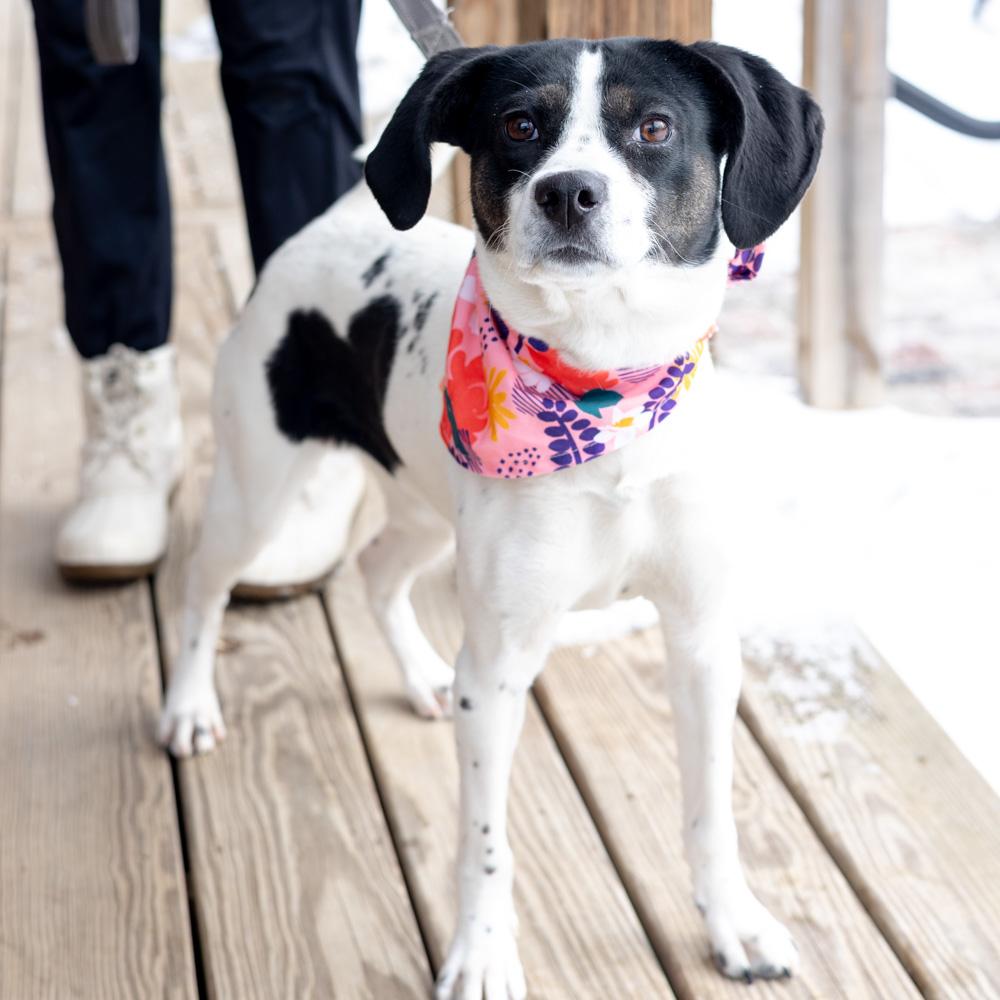 Enlarge Sally (Female)  , a Adoptable mixed breed in West Grove, PA image 2/6