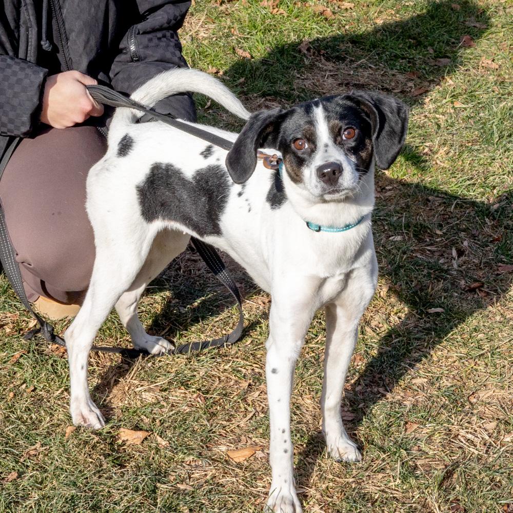 Sally (Female)  , Adoptable, Young Female Beagle.