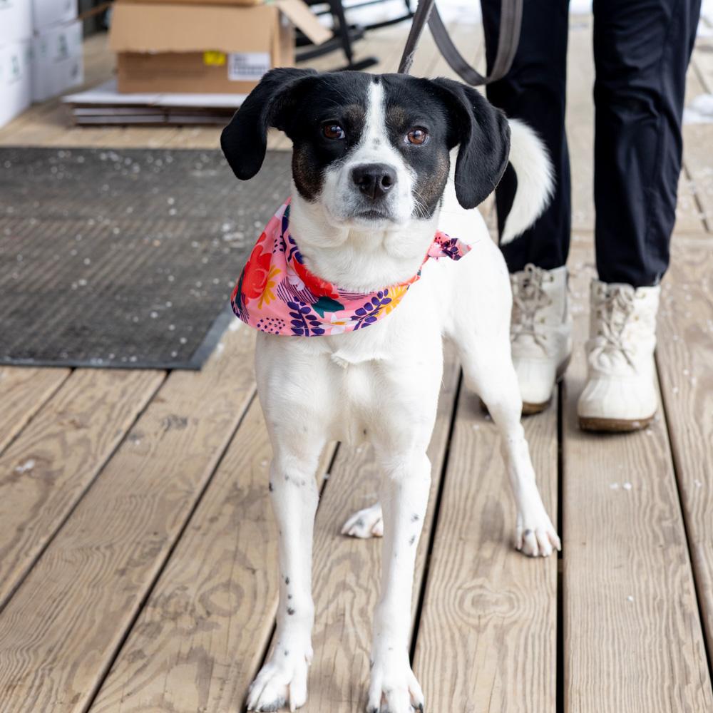 Enlarge Sally (Female)  , a Adoptable mixed breed in West Grove, PA image 4/6