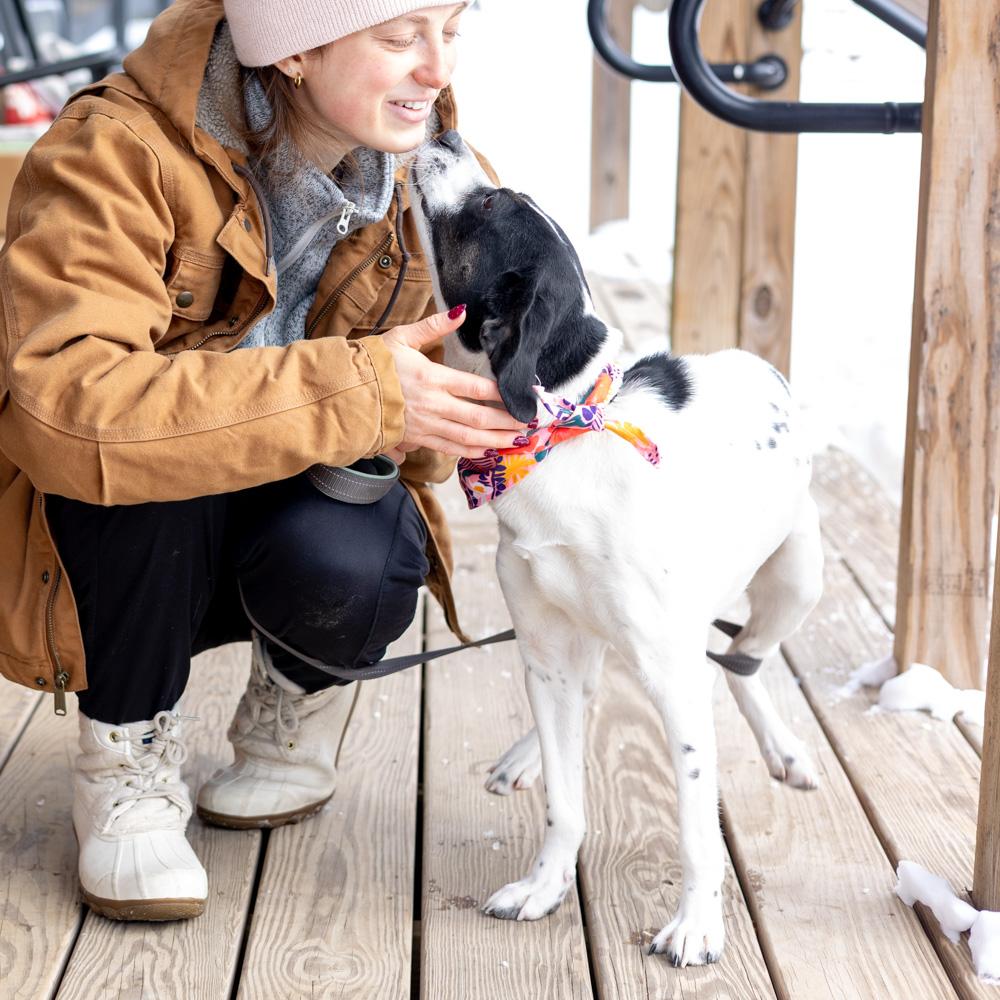 Enlarge Sally (Female)  , a Adoptable mixed breed in West Grove, PA image 5/6