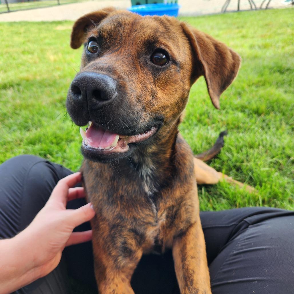 Preston, Adoptable, Young Male Plott Hound.
