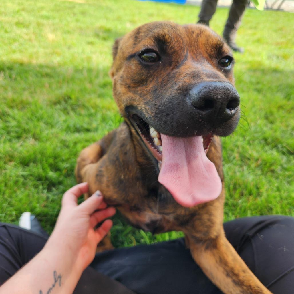 Preston, a Adoptable Plott Hound in Fort Wayne, IN image 2/3