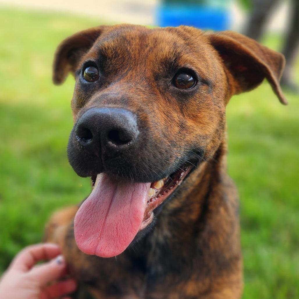 Preston, a Adoptable Plott Hound in Fort Wayne, IN image 3/3