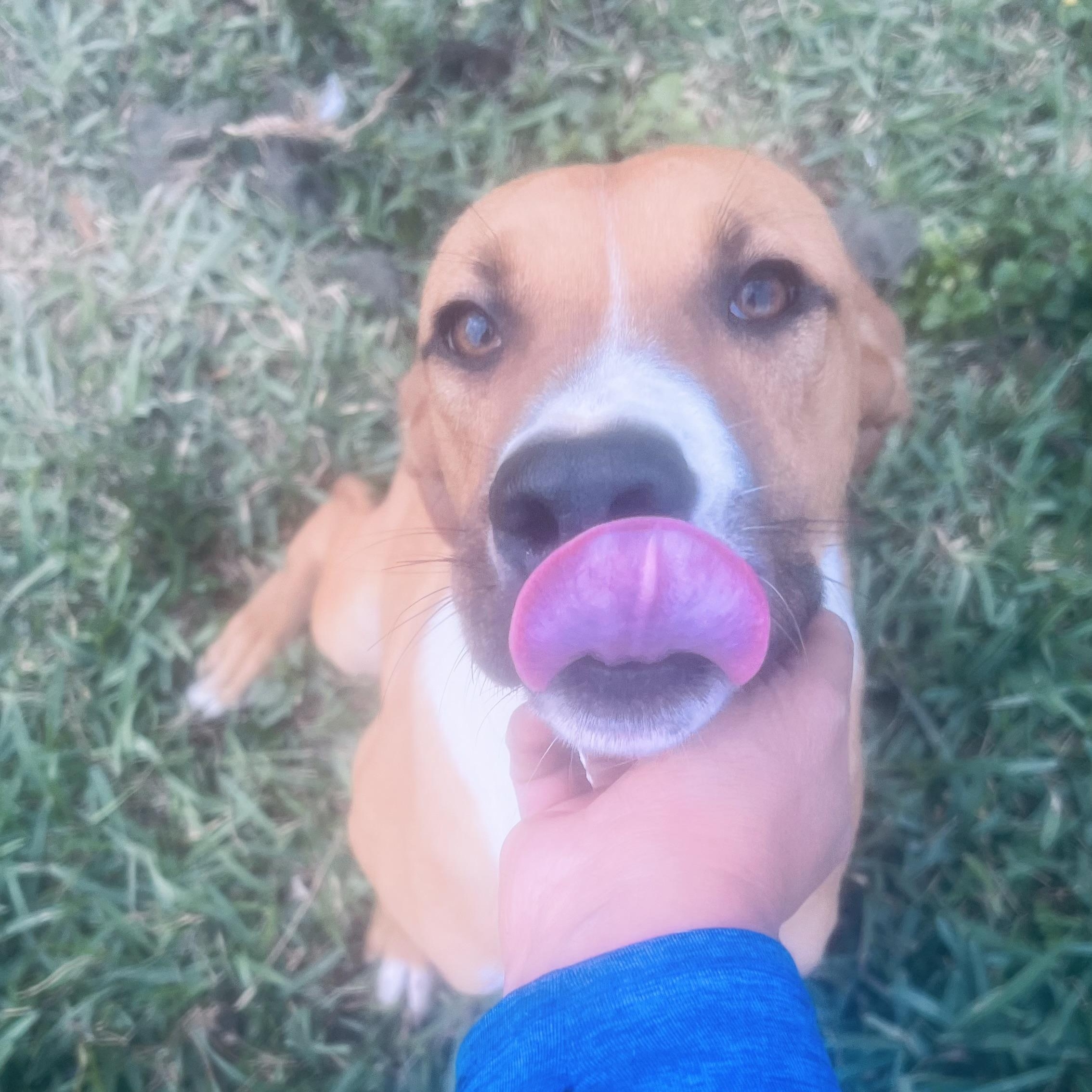 Enlarge Mr Cuddle Bug! , a ADOPTABLE mixed breed in Cambridge, MA image 5/6