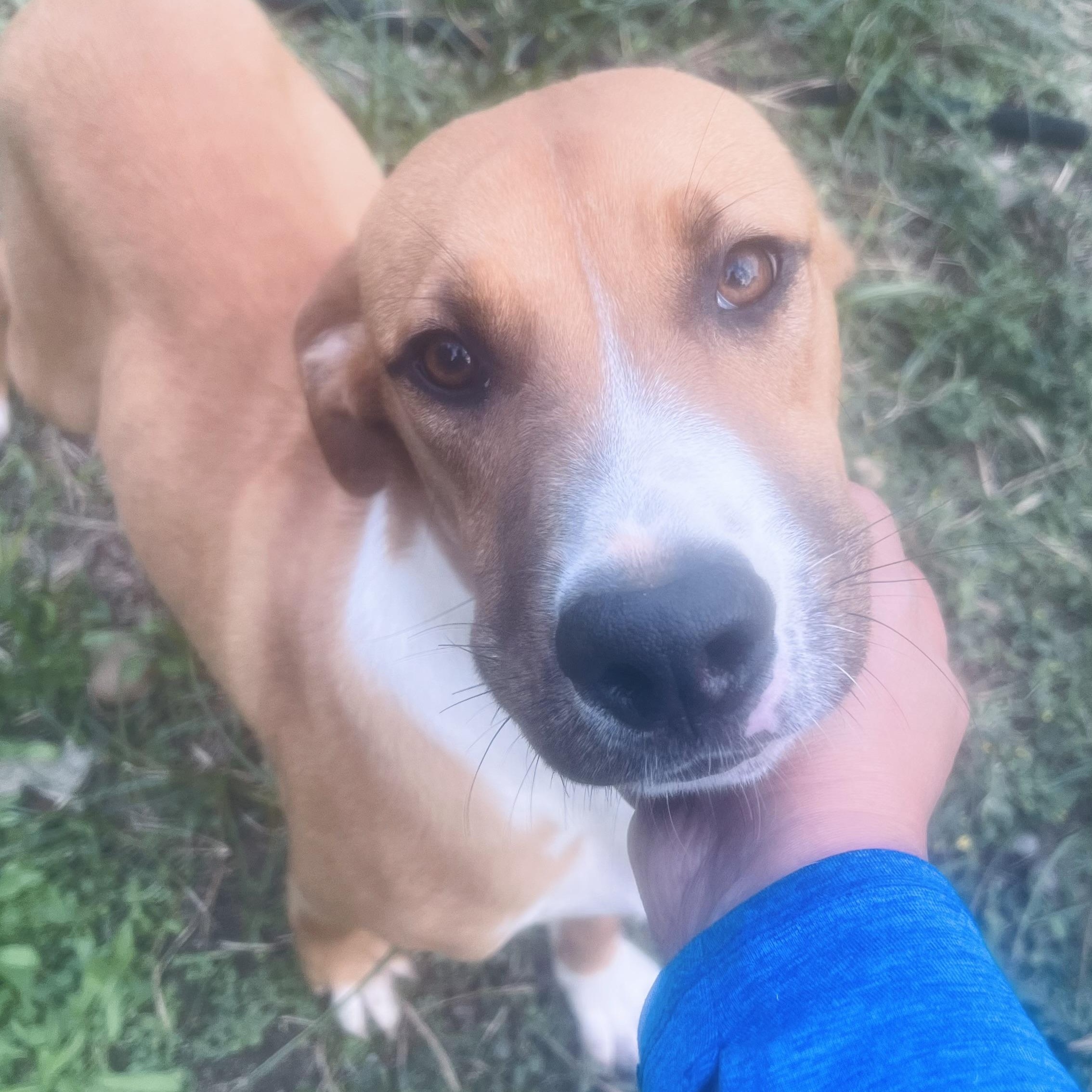 Mr Cuddle Bug! , ADOPTABLE, Young Male Mixed Breed & Australian Cattle Dog / Blue Heeler.