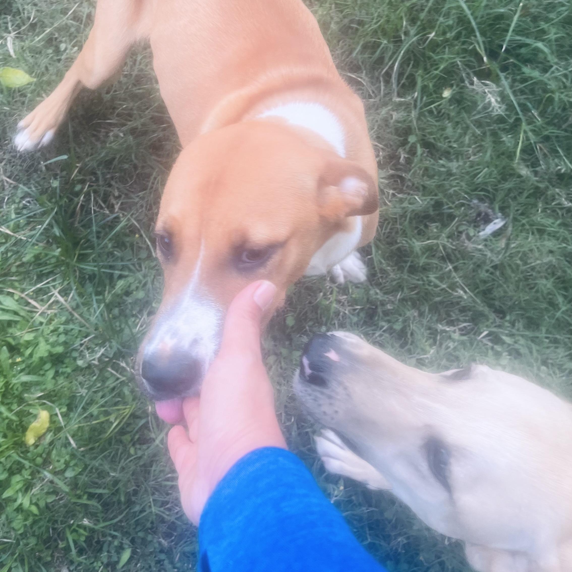 Enlarge Mr Cuddle Bug! , a ADOPTABLE mixed breed in Cambridge, MA image 4/6