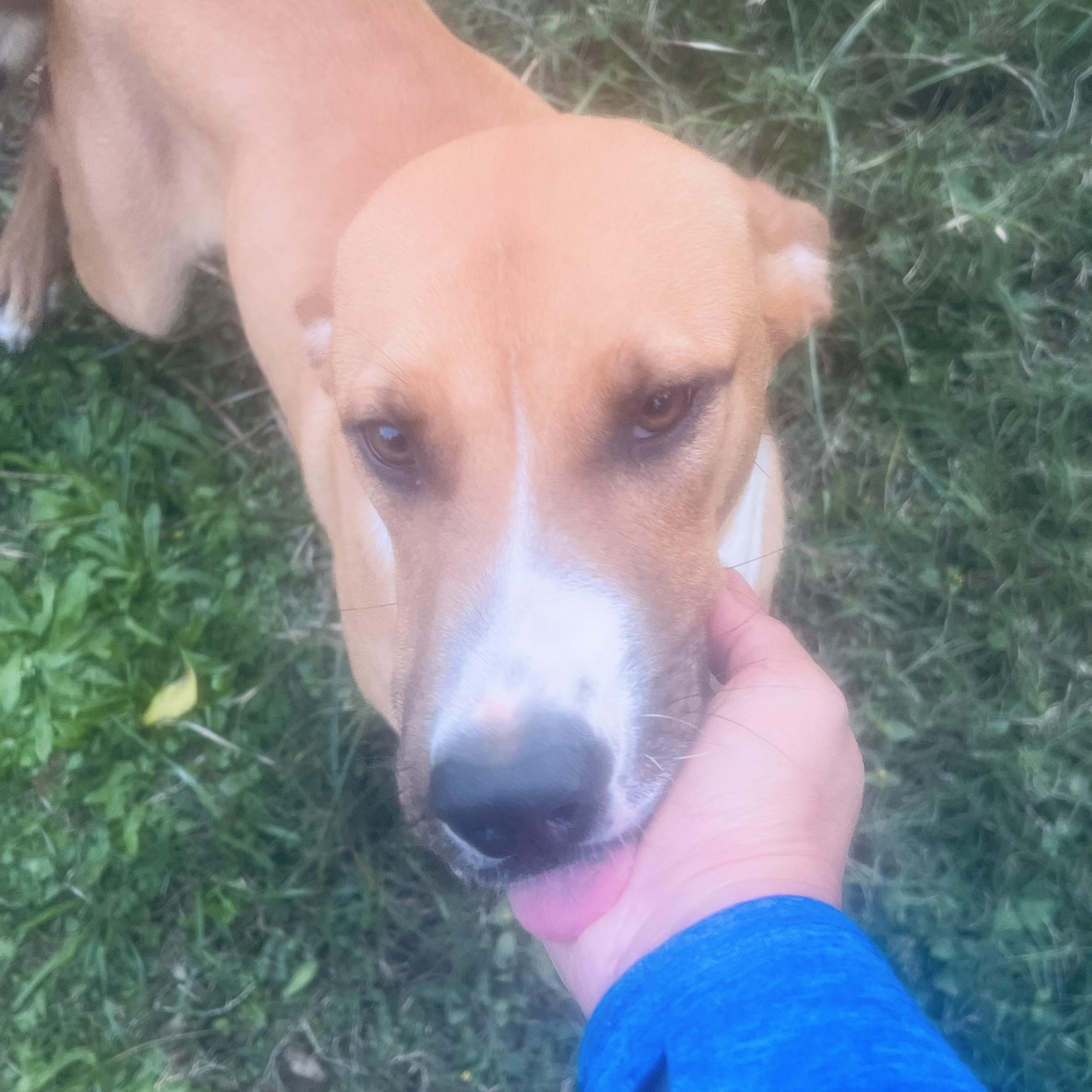 Enlarge Mr Cuddle Bug! , a ADOPTABLE mixed breed in Cambridge, MA image 2/6