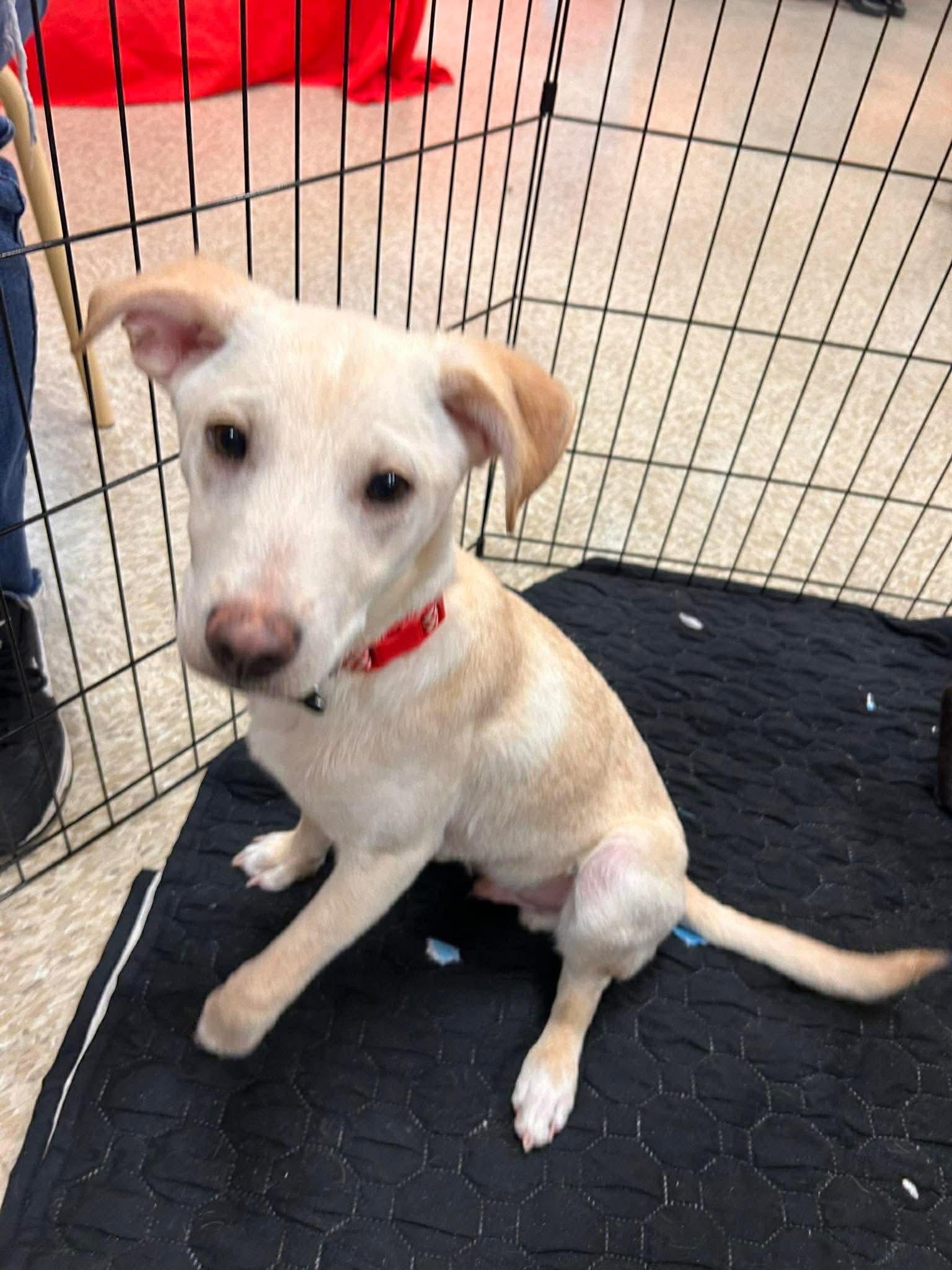 Enlarge Elf, a Adoptable Mixed Breed in Puyallup, WA image 2/6